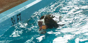 dog in pool